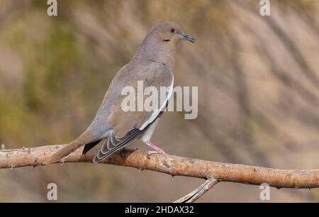 White-winged dove, Zenaida asiatica, perched on branch, New Mexico. Stock Photo