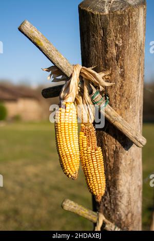 Couple of corncobs hanging on a pole in the sun Stock Photo
