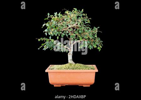 Beautiful Miniature Zen Garden on White Table Stock Photo - Image of bonsai,  mind: 166082316