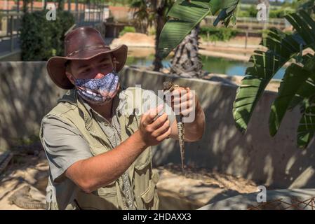 PAARL, SOUTH AFRICA - DEC 26, 2021: A guide, with a young nile crocodile, Crocodylus niloticus, at a crocodile farm near Paarl Stock Photo