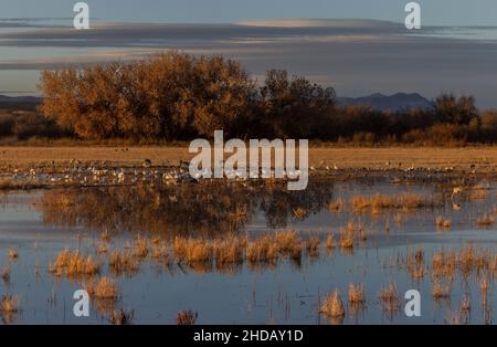 Snow geese, Anser caerulescens, and Sandhill cranes, Antigone canadensis, feeding in flooded fields, evening. New Mexico. Stock Photo