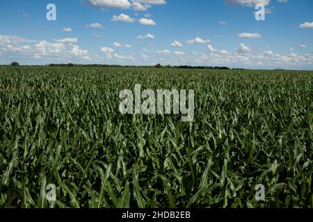 Agricultural land of a farm. Location place in Brazil, agricultural region, South America. Cultivated fields. Photo wallpaper. Beauty of earth. High q Stock Photo