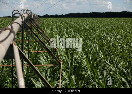 Agricultural land of a farm. Location place in Brazil, agricultural region, South America. Cultivated fields. Photo wallpaper. Beauty of earth. High q Stock Photo