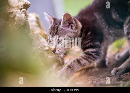 curious baby cat exploring its environment Stock Photo