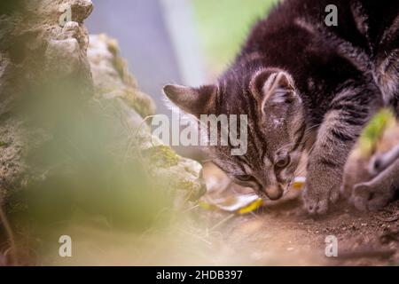 curious baby cat exploring its environment Stock Photo