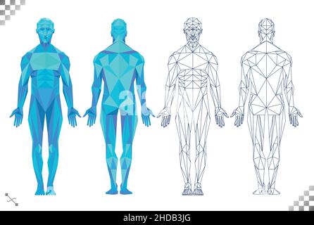 low poly high tech blue color human body triangles black line art transparent background. Based on male muscle patterns and physiology back and front Stock Vector