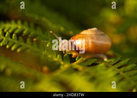 Beautiful snail in dawn sunrise on a green fern close up. Gastropod macro nature background Stock Photo