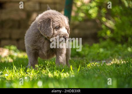 Portrait of a long-haired Weimaraner puppy with its gray fur and bright blue eyes on a green meadow. Pedigree long haired Weimaraner puppies. Stock Photo