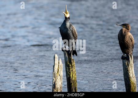 Squawk. A pair of Cormorants, Phalacrocorax carbo, sitting on poles in a lake in the New Forest, Hampshire, UK Stock Photo