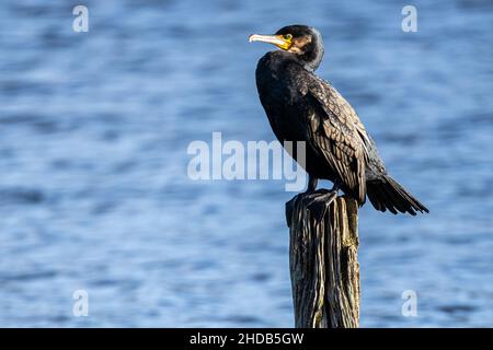 A large cormorant, Phalacrocorax carbo, perched on a pole in a lake in the New Forest, Hampshire, UK Stock Photo