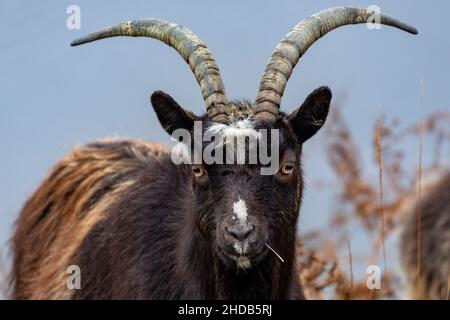 Feral goat in the Highlands of Scotland. feral goats are domestic goat (Capra aegagrus hircus) that have become established in the wild. Stock Photo