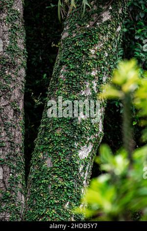 Parasite plant on tree trunk Stock Photo