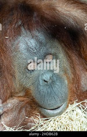 An orangutan female looking at the window in a zoo, portrait Stock Photo