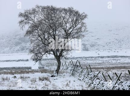 Heavy Snow and Lone Birch Tree, Upper Teesdale, County Durham, UK Stock Photo