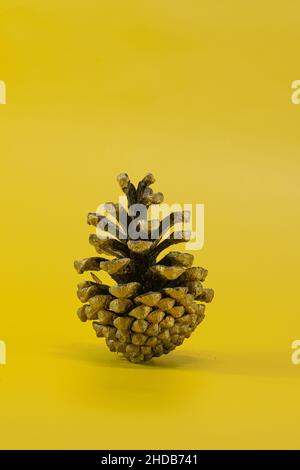 Pine cone on yellow background Stock Photo