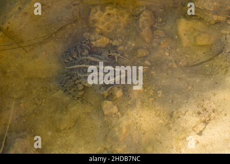 Levant Water Frog or Bedriaga's Frog, Pelophylax bedriagae, resting on mud in small fresh water pool in Gozo, Malta. Alien species in Maltese Islands. Stock Photo