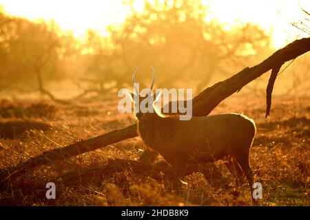 A Red Deer caught in the early moring glow in Bushy Park, UK Stock Photo