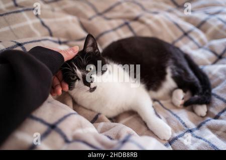 Young Asian woman playing with young black and white cat on top of bed with warm sheets in bedroom Stock Photo