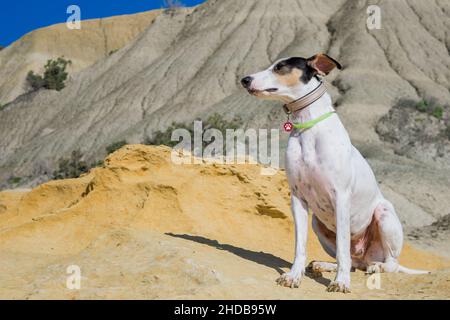 A fox terrier and pointer cross mix breed dog, with hazel eyes, near blue clay slopes and limestone. Stock Photo