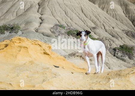 A fox terrier and pointer cross mix breed dog, with hazel eyes, near blue clay slopes and limestone. Stock Photo