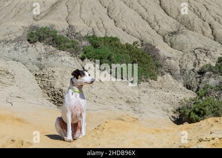 A fox terrier and pointer cross mix breed dog, with hazel eyes, near blue clay slopes and limestone. Stock Photo