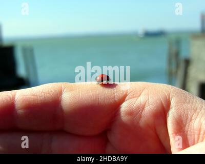 Ladybug on a woman hand in front of the lake Stock Photo