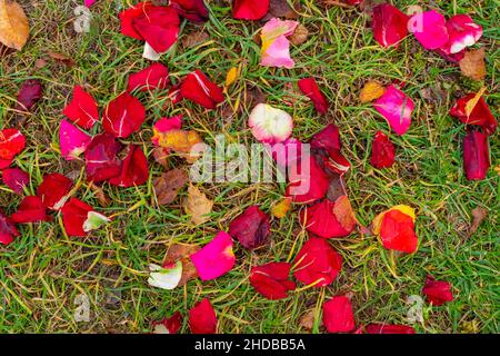bright juicy, rich flat view from above on the ground with scattered rose petals on a background of green dry autumn grass Stock Photo