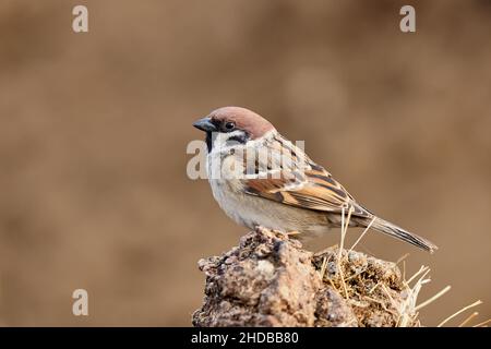 Eurasian tree sparrow looking for food in the field. Side view, closeup. Blurred light background, copy space. Genus species Passer montanus. Stock Photo