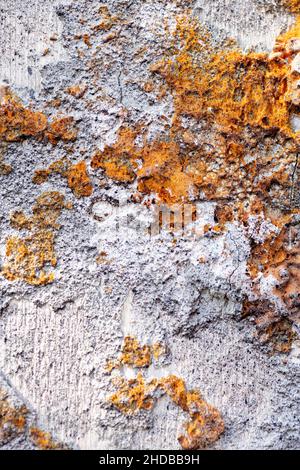Natural texture of old moldy wild wood trunk of beige-grey color with dark-orange spots on tree resembling moon surface full of craters located deep Stock Photo