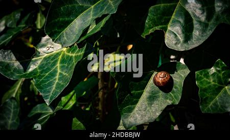 Image of a brown shell of a land snail on a green Ivy leaf in the sun Stock Photo