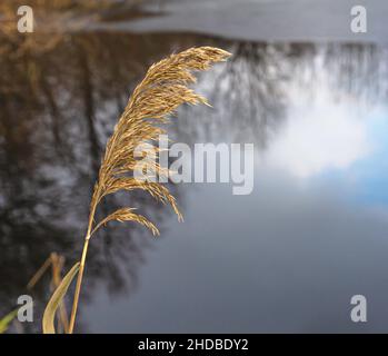 A branch of a dry yellow stalk of reeds on the shore of a frozen lake that has begun to be covered with ice Stock Photo