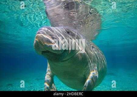 Manatees hot springs Crystal River ,Trichechus ,Florida USA Stock Photo