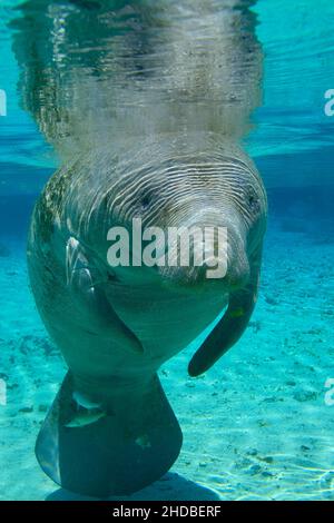 Manatees hot springs Crystal River ,Trichechus ,Florida USA Stock Photo