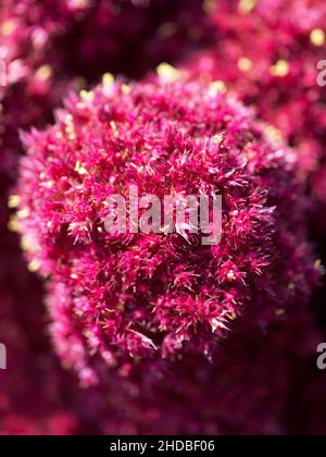 Red amaranth flower, macro image. Crimson plant.