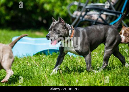 Female blue brindle American Staffordshire Terrier dog or AmStaff in move on nature Stock Photo