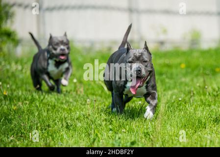 Female blue brindle American Staffordshire Terrier dog or AmStaff in move on nature Stock Photo