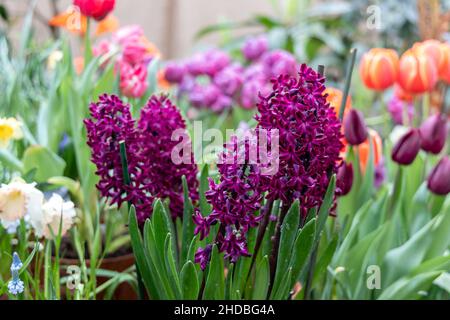 Purple hyacinth Woodstock blooms in a garden in April. Hyacinthus orientalis Stock Photo