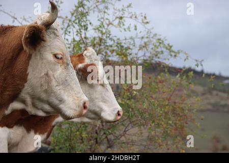 Beautiful cows pasturing in the field with mountains in the background on a cloudy day Stock Photo