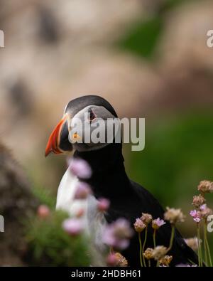 Puffin of the Great Saltee. Adorable little birds. Stock Photo