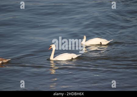 Beautiful shot of white swans swimming on the lake Stock Photo
