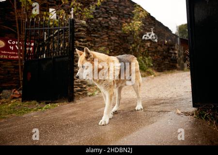 Closeup of a dog with different eyes color standing on a road with fence background Stock Photo