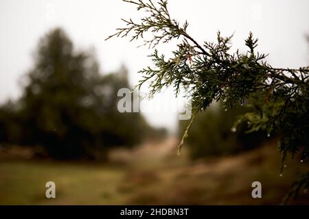 Closeup of a pine tree branch with water drops on a blurred background Stock Photo