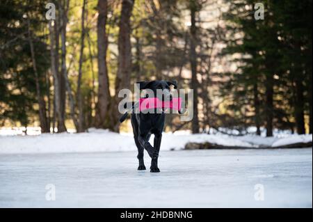 Beautiful black labrador retriever running in the winter nature retrieving a pink dummy. Stock Photo