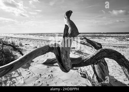 Driftwood, tree root lying on the Baltic Sea coast on the beach in front of the sea in black and white. In the background waves and the horizon Stock Photo