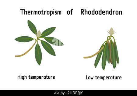 Thermotropism or thermotropic movement is the movement of an organism in  response to heat or temperature changes. Rhododendron in high (normal) and  lo Stock Vector Image & Art - Alamy