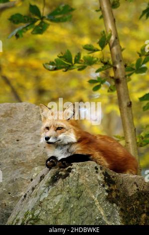 Rotfuchs, Red Fox, (Vulpes vulpes), im Herbst Stock Photo