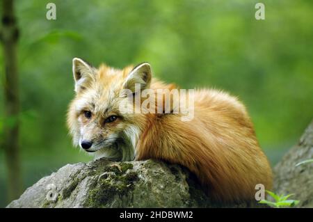 Rotfuchs, Red Fox, (Vulpes vulpes), im Herbst Stock Photo