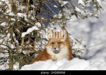 Rotfuchs, Red Fox, (Vulpes vulpes), im Winter Stock Photo