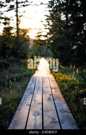 Vertical shot of a wooden path through the forest Stock Photo