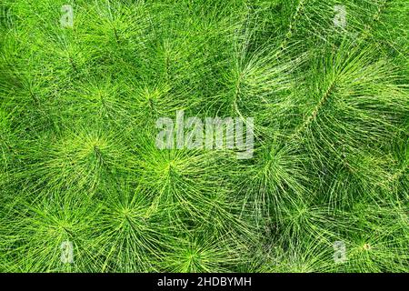 Pine leaves - needles on tree Stock Photo